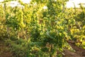 Green grape vines growing in vineyard Royalty Free Stock Photo