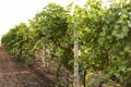 Green grape vines growing in vineyard Royalty Free Stock Photo