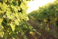 Green grape vines growing in vineyard Royalty Free Stock Photo