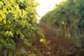 Green grape vines growing in vineyard Royalty Free Stock Photo