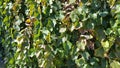 Green Grape Vines Royalty Free Stock Photo