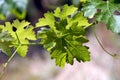 Green Grape Vines and Leaves Royalty Free Stock Photo