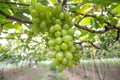 green grape in vineyard Royalty Free Stock Photo
