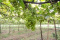 green grape in vineyard