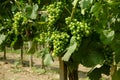 Green grape vineyard Royalty Free Stock Photo