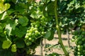 Green grape vineyard Royalty Free Stock Photo