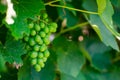 Green grape Vitis vinifera Royalty Free Stock Photo