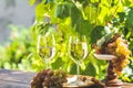 Green grape and white wine in vineyard. Sunny garden with vineyard background Royalty Free Stock Photo