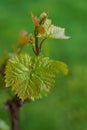 Green grape young leaves on blurry background