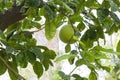 Green grapefruit on the branch