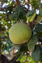 Green grapefruit growing on tree in organic farm.
