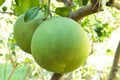 Green grapefruit growing on tree.