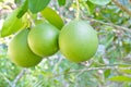 Green grapefruit growing on tree.