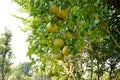Green grapefruits hanging on a tree in the garden