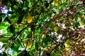 Green grapefruits on a tree, a lot of fruit on the branches.