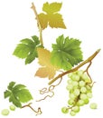 Green grapes.