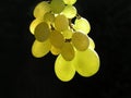 Green grapes Royalty Free Stock Photo