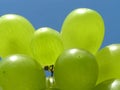 Green grapes Royalty Free Stock Photo