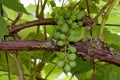 Green Grapes Ripen on the Grape Vine 03 Royalty Free Stock Photo