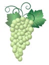 Green Grapes Royalty Free Stock Photo