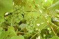 Green grapes on a branch with leaves Royalty Free Stock Photo
