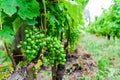 Green grapes - ChÃÂ¢teau Pape ClÃÂ©ment vineyard Royalty Free Stock Photo