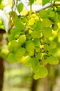 Green grapes Royalty Free Stock Photo