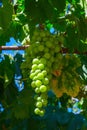 Green grapes cluster Royalty Free Stock Photo
