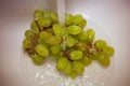 Green grapes cluster washed under running water Royalty Free Stock Photo