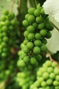 Green grapes in Costa Rica