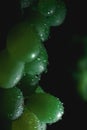 Green Grapes with drops of water, dark background Royalty Free Stock Photo