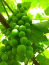 Green grapes early summer