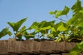 Green grapes on fence