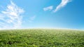 Green grapes field at Damnoen Saduk, Ratchaburi Province. Thailand