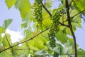 Green grapes Flowers and gardens vegetation Grape Vine