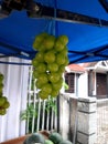 green grapes,.fresh fruit straight from the tree Royalty Free Stock Photo
