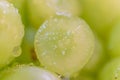 Green grapes