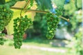 green grapes fruit on the vine. unripe Royalty Free Stock Photo