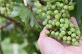 Green grapes from good care in women hand with garden natural. Royalty Free Stock Photo