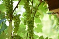 Green grapes of the grapevine on the garden pergola Royalty Free Stock Photo