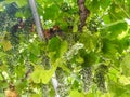 Green grapes on the grapevine. Sunny day.