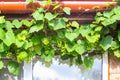 Green grapes grow and ripen on the roof of the house. Village house with grapes