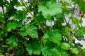 Green grapes growing on the grape vines. Unripe bunch of grapes on tree. Close up. Vineyard in sunny day. Royalty Free Stock Photo