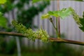 Green grapes growing on the grape vines. Unripe bunch of grapes on tree. Close up. Vineyard in sunny day. Royalty Free Stock Photo