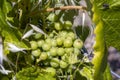 Green grapes growing at the vine plan in the vineyard Royalty Free Stock Photo