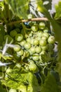 Green grapes growing at the vine plan in the vineyard Royalty Free Stock Photo