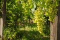 Green grapes in spring vineyard Royalty Free Stock Photo