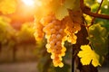 Ripe green grapes growing in vineyard with sunset sunlight Royalty Free Stock Photo