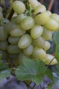 Green grapes are grown in the country. Royalty Free Stock Photo