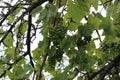 Green grapes hanging from the tree in summer day Royalty Free Stock Photo